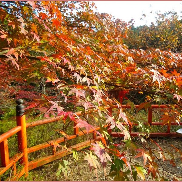 Ishiyama-dera-Maple-Autumn-Colour