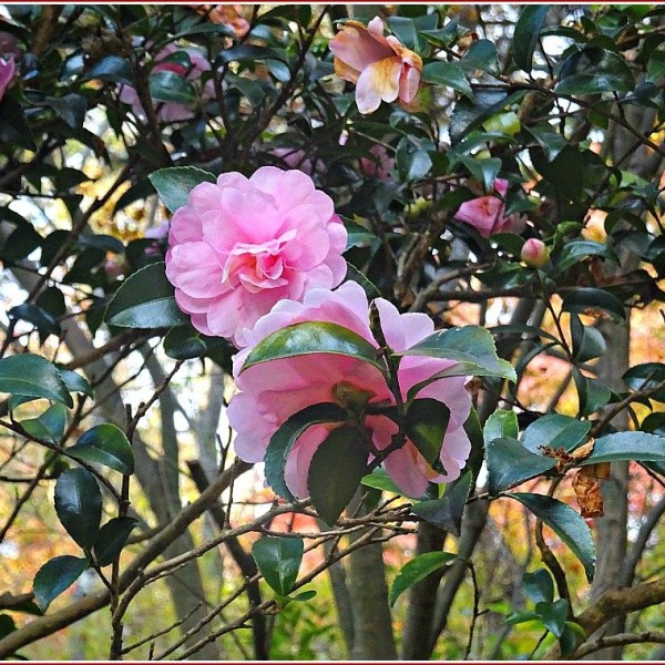 Ishiyama-dera-flowers